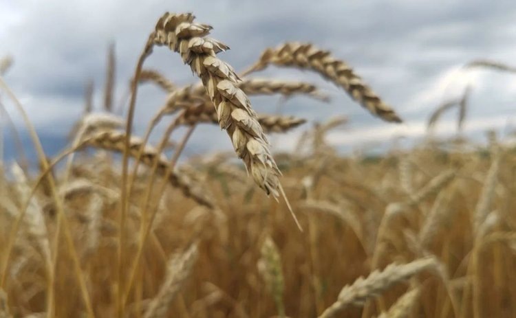    Фото: Лукьянов Дмитрий, AgroXXI.ru