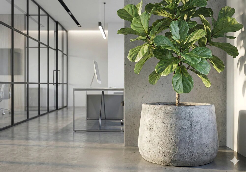 Растение в офисе — это инструмент визуальной эргономики