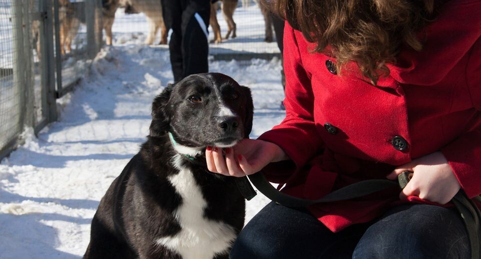    Приют для животных в Истре / Медиасток.рф