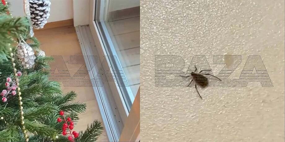    Фото: телеграм-канал Baza