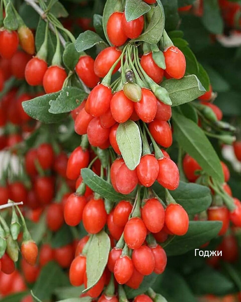 Ягоды Годжи фото