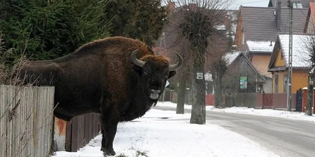 Зуб на зубра. Редких диких быков решили развести в нижегородских лесах