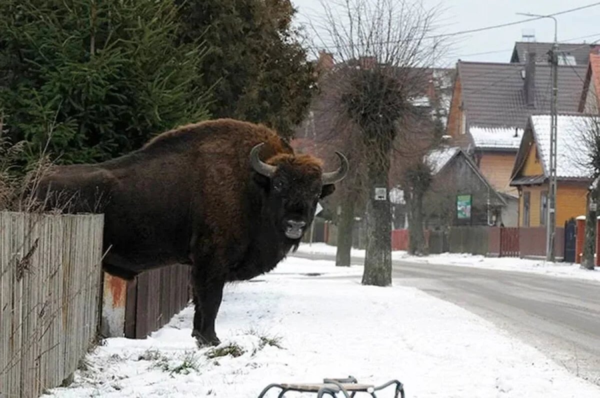    Зуб на зубра.