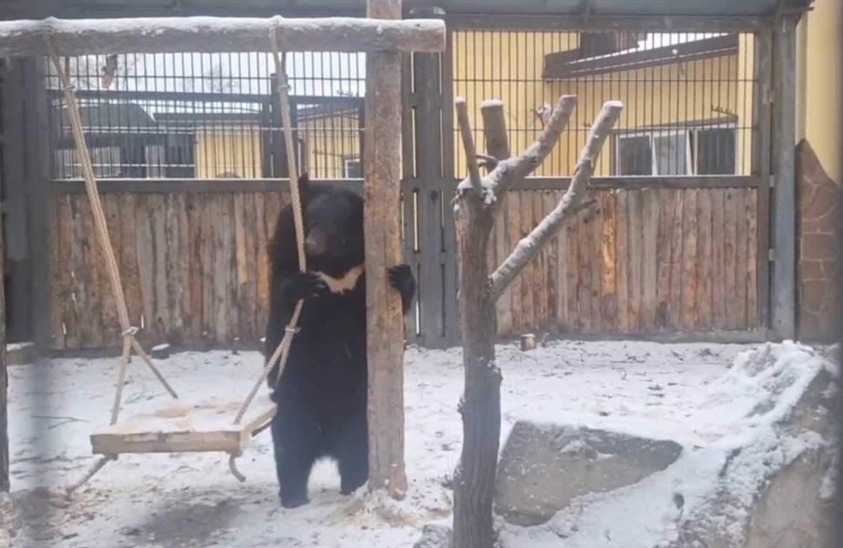     Фото: скрин видео