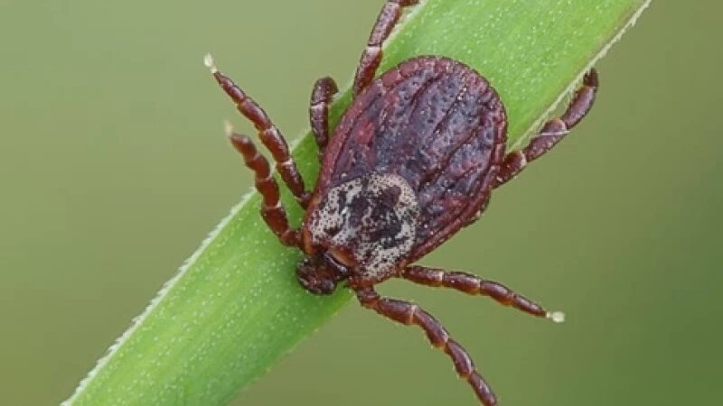     Клещ Вконтакте