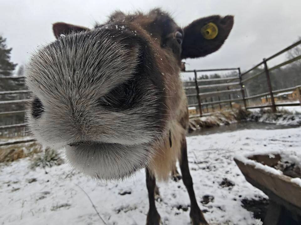    Фото: t.me/elk_island_national_park