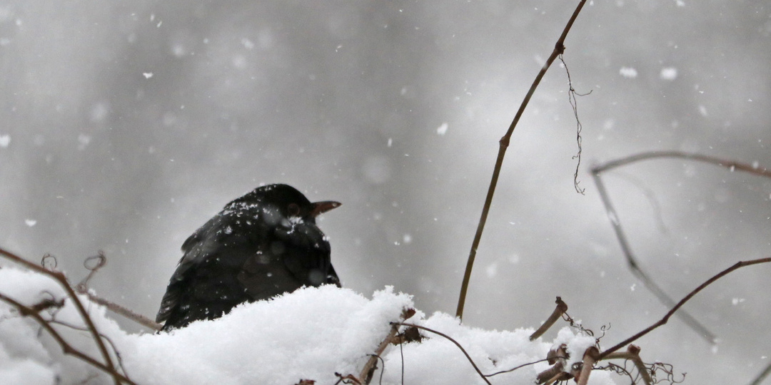 Зимующие птицы Московского парка Победы в Петербурге. Дневник наблюдений от 23 декабря 2025