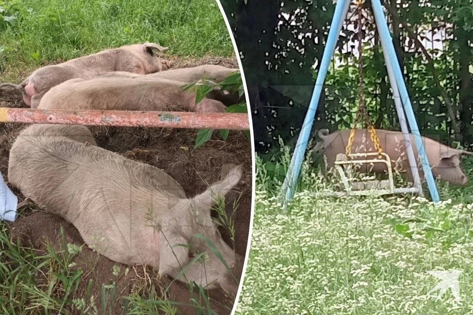    Свиней в Ревде начнут отлавливать только 12 января. Фото: читатель "КП"