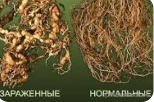 Корневая галловая нематода на розах. Фото: Энциклопедия роз 