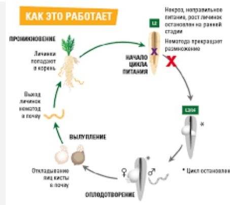 Цикл жизни корневой галловой нематоды. Фото: Вильморин