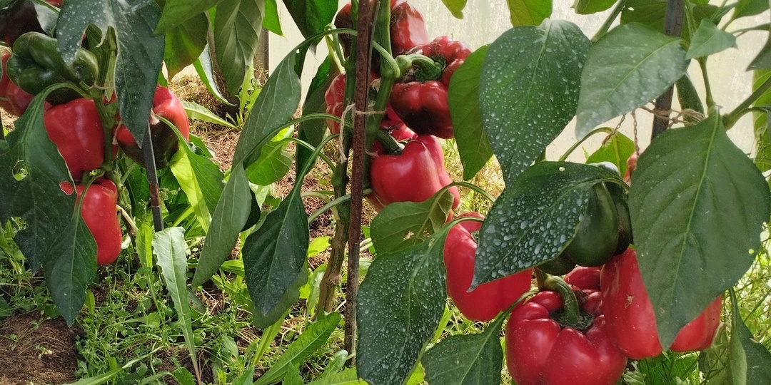 ИЗ ЖИВОЙ ПЕРЧИНЫ В ЖИВУЮ