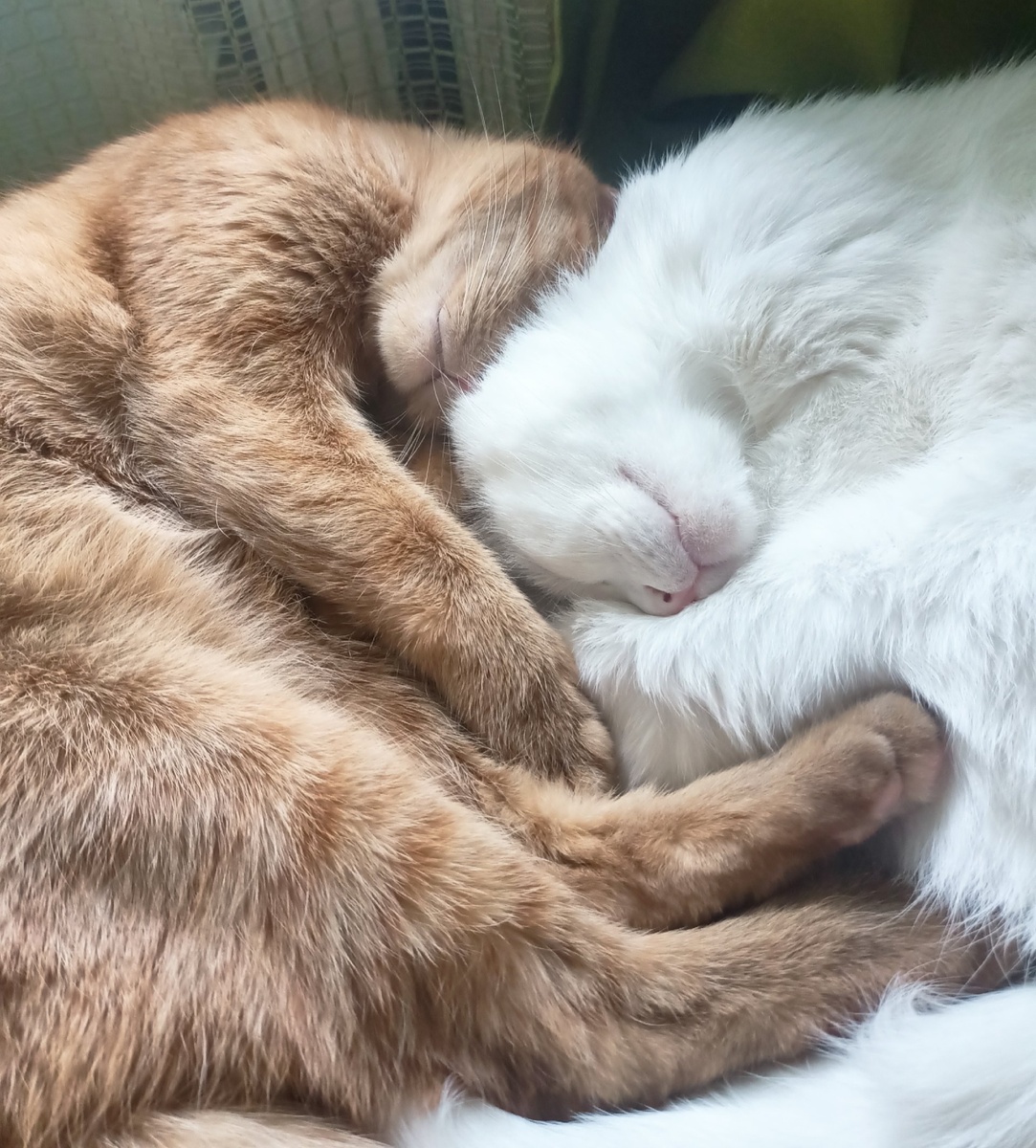 Котикам для красоты вода вообще не нужна.