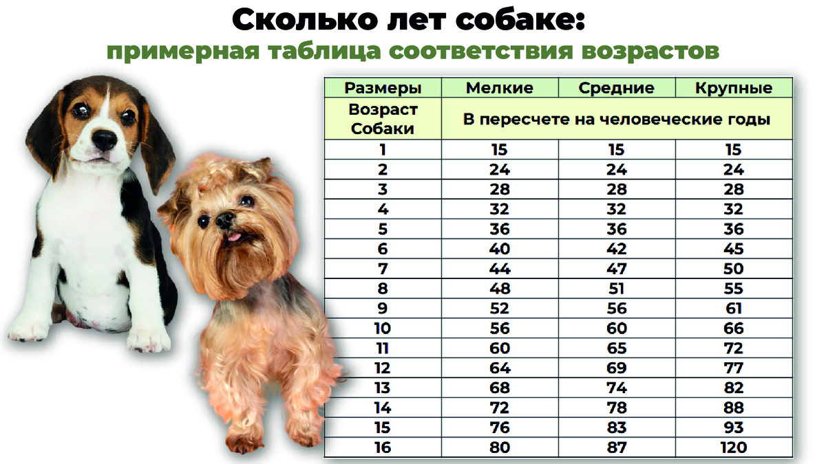 Примерный возраст собаки по человеческим меркам. Таблица.