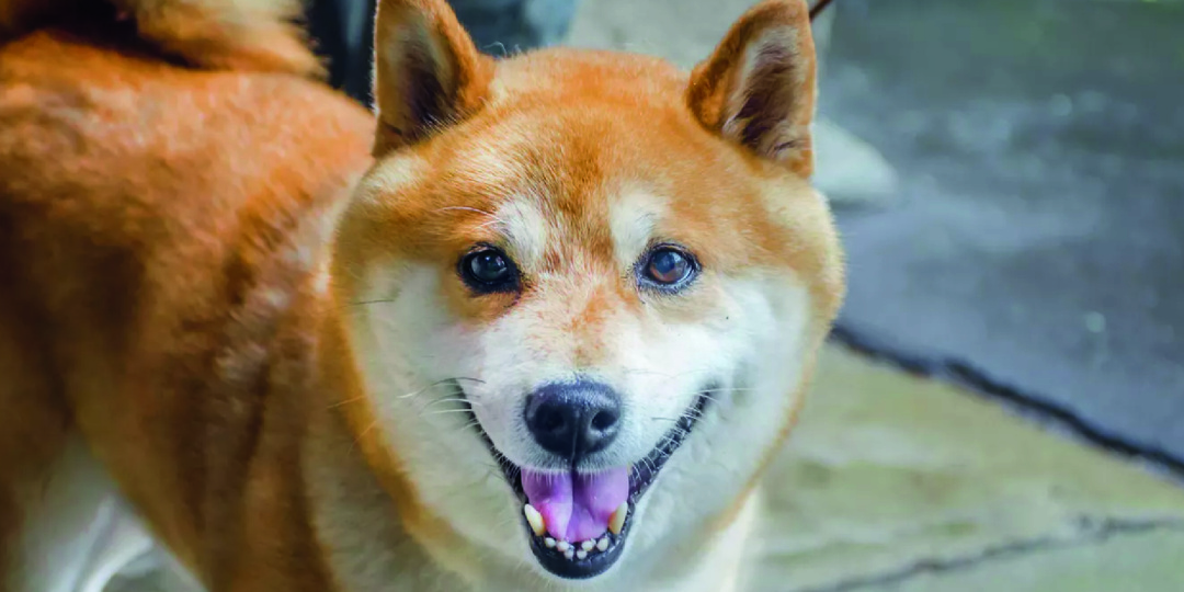 Сколько лет собаке по человеческим меркам — как определить возраст питомца