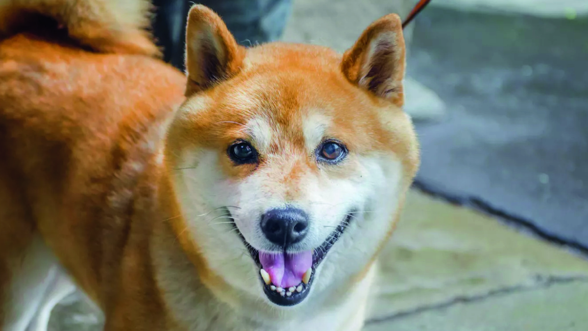 Фото: Depositphotos.com - peogeo