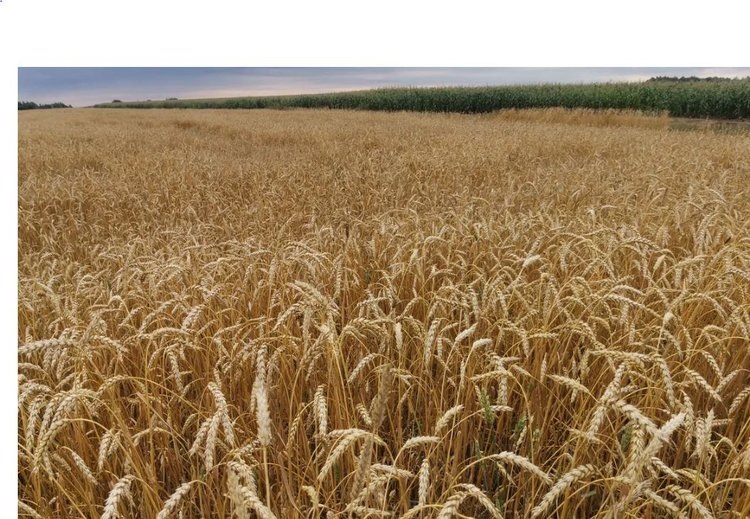    Фото: Лукьянов Дмитрий, AgroXXI.ru