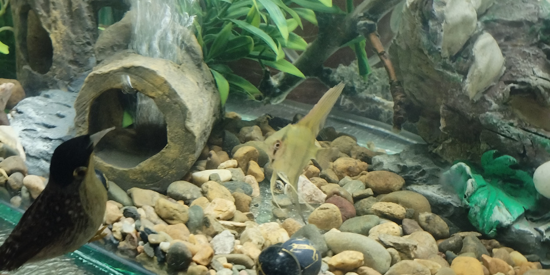 Мои интеллектуальные питомцы.