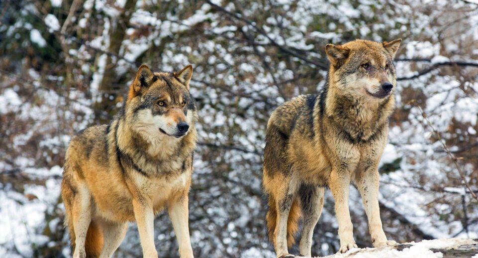    A. Hartl/blickwinkel / www.globallookpress.com