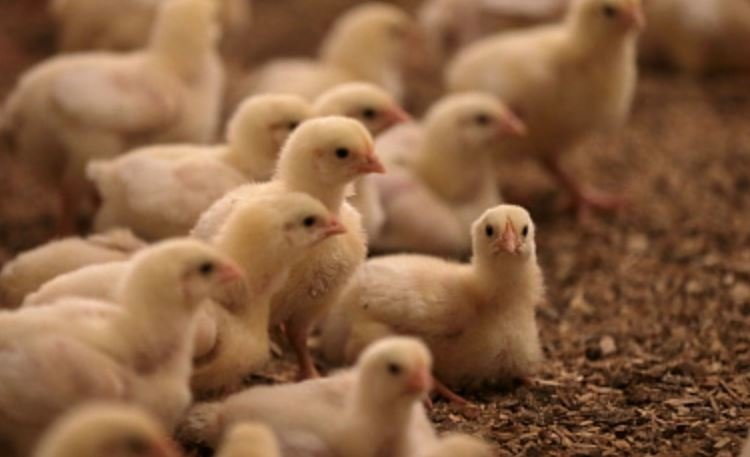    Фото: Минсельхоз РФ