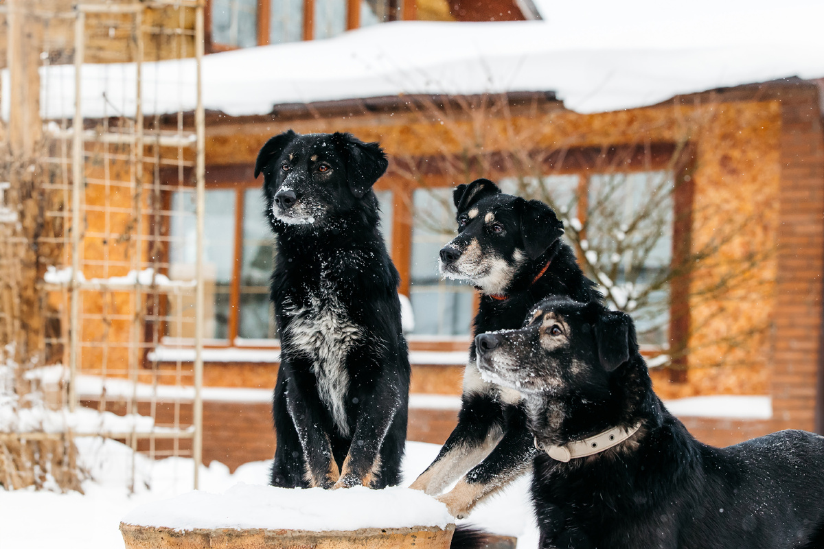Собаки-Мобаки