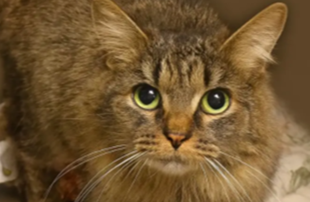     Фото: Avery Humane Society