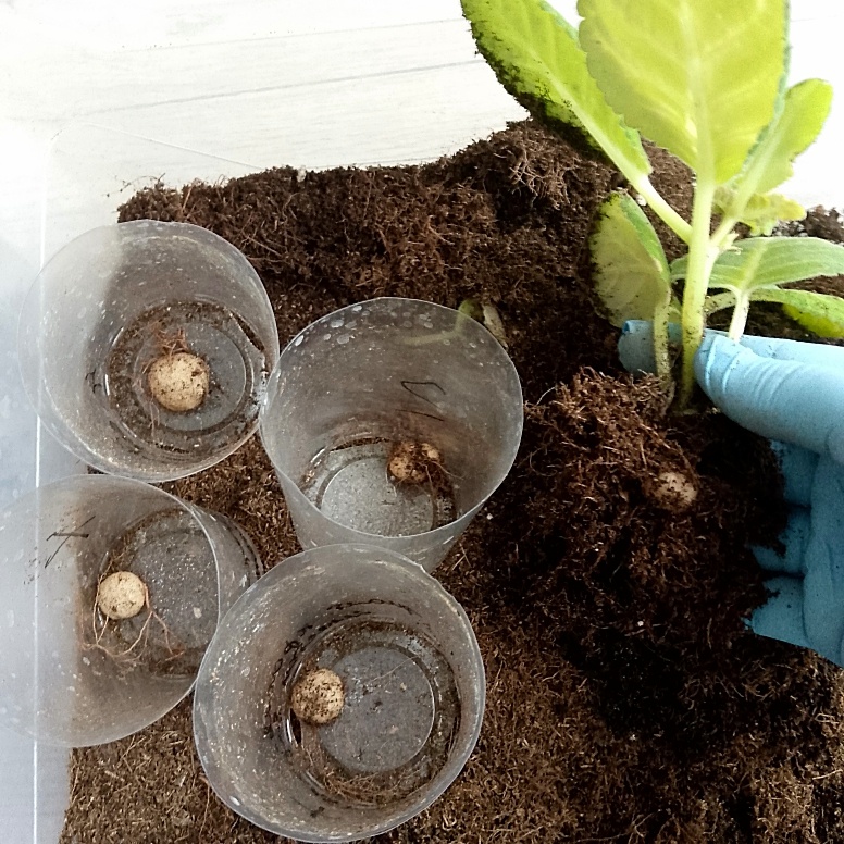 Сбор урожая начался