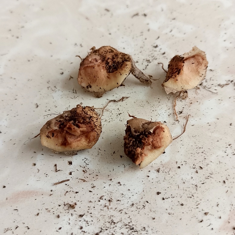 Впервые клубень оказался с гнилью. При осмотре был с неровностями, на месте слома коричневого цвета. Разломила клубень, а там середина гнилая