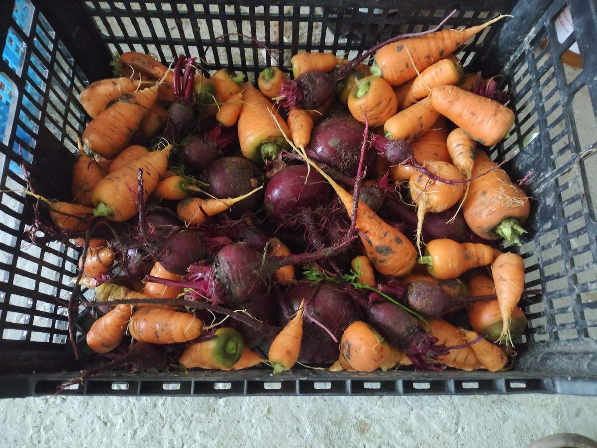 Пусть подсохнет, потом определю, что и куда.