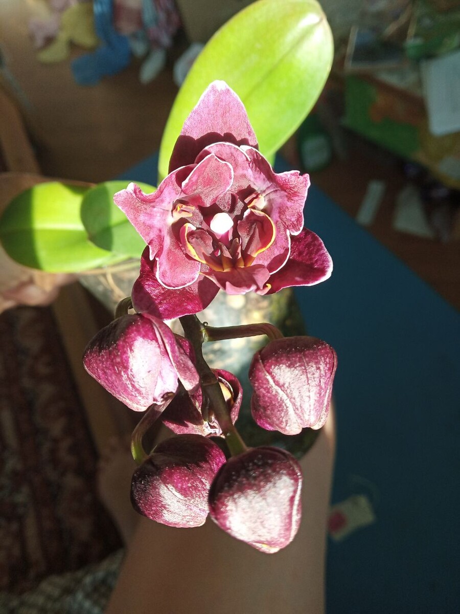 Фото орхидея фаленопсис Miki Black angel бабочка первое домашнее цветение август 2024