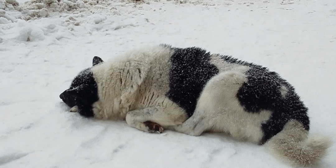 В Сыктывкаре ищут сбитую собаку: приют просит помощи в поисках