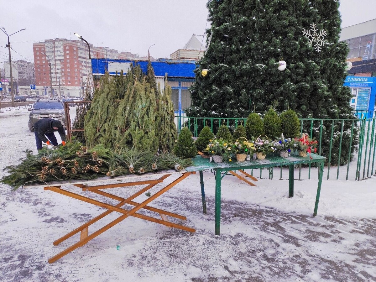    Стоимость елок варьируется от 1500 до 12 000 рублей   newsnn.ru