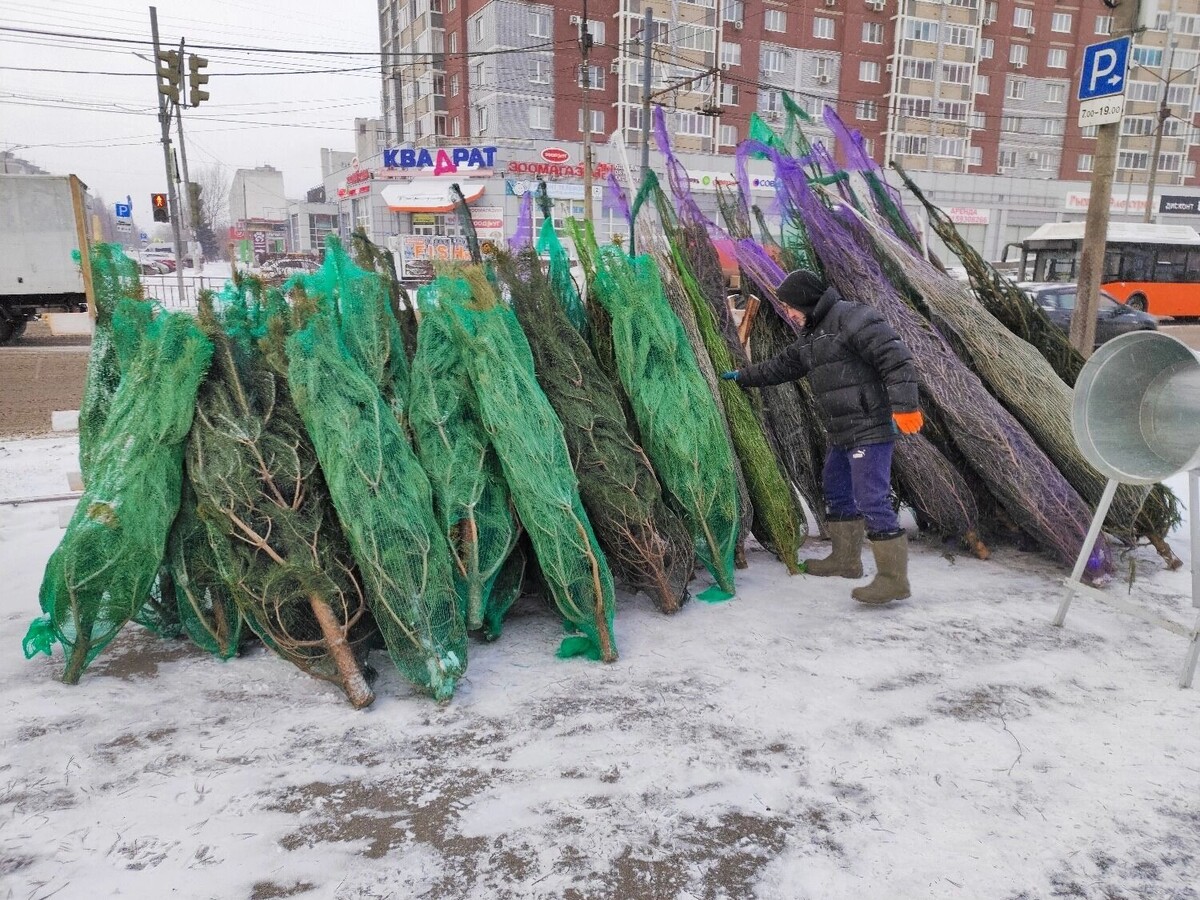    Стоимость елок варьируется от 1500 до 12 000 рублей   newsnn.ru