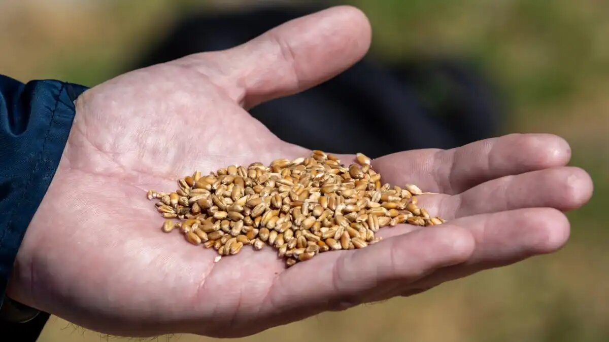 Фото: Деметра Холдинг
Аналитика: цены на российскую пшеницу стабильны