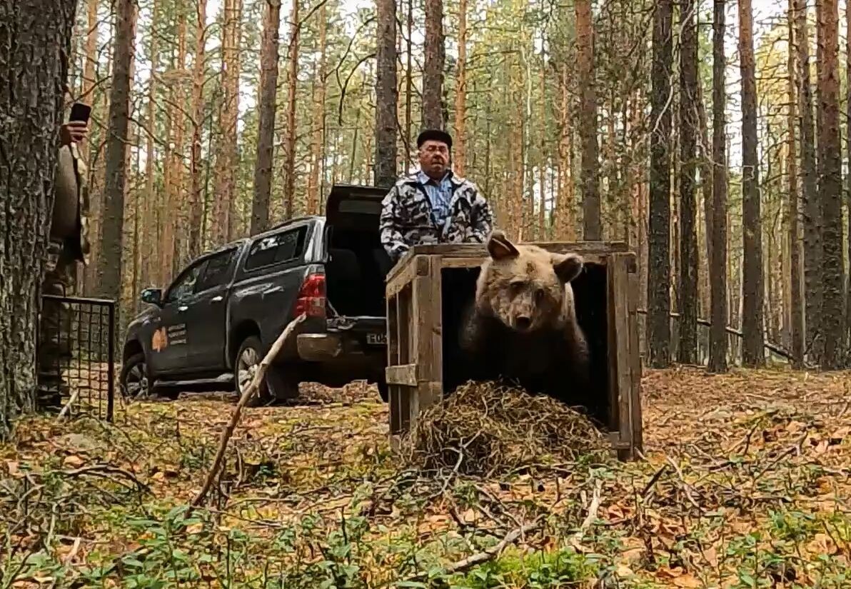    фото: © Центр спасения медвежат-сирот / VK