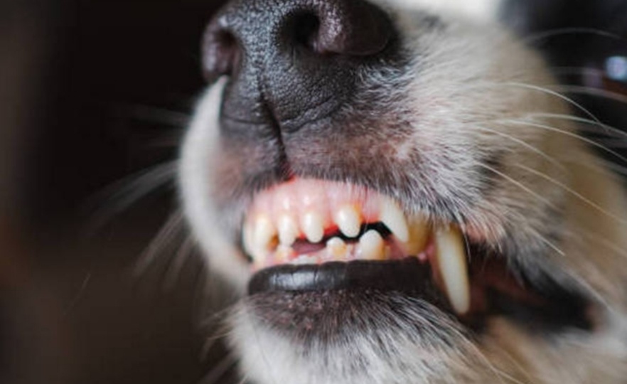 Причины по которым собаки рычат.