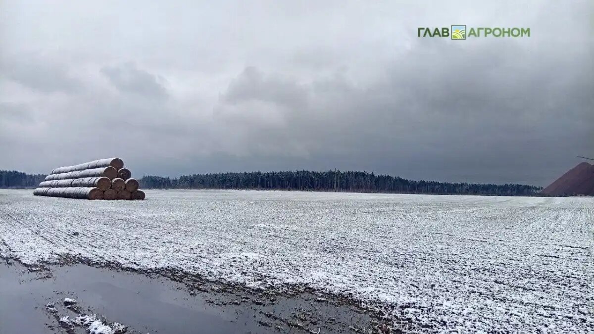 Фото:© Николай Петроченко / Glavagronom.ru
Минсельхоз планирует увязать получение льготных кредитов со страхованием посевов