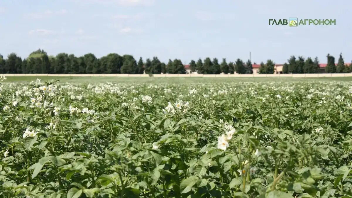 Фото:© Владимир Исаенко / Glavagronom.ru
В МГУ предложили использовать в новых вакцинах наношарики из вируса картофеля