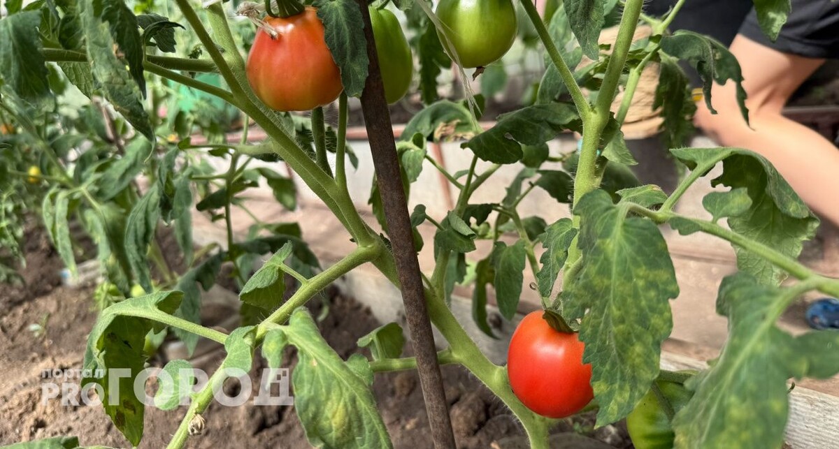    Из архива "Про Город"