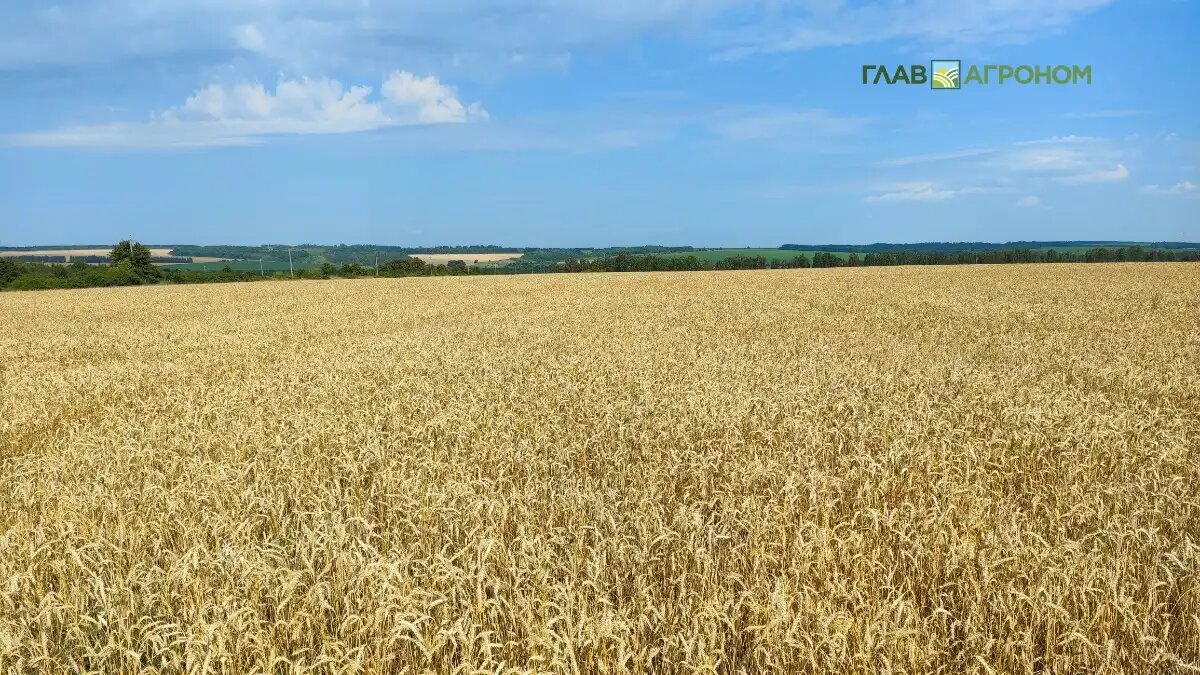 Фото: © Артем Борисов / Glavagronom.ru
«СовЭкон»: площади под пшеницей в РФ сокращаются