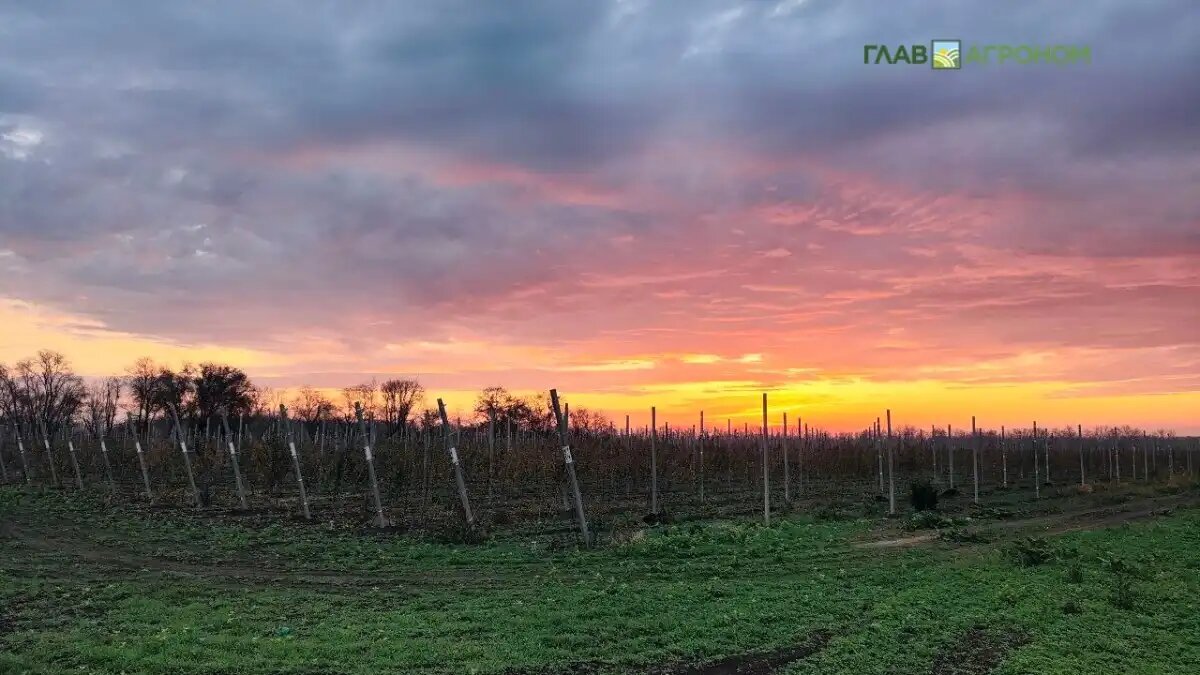 Фото: © Артем Борисов / Glavagronom.ru
Почему 2025 год стал одним из самых теплых, объяснил эксперт СКФУ