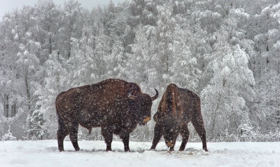   Фото: Национальный парк «Орловское полесье»