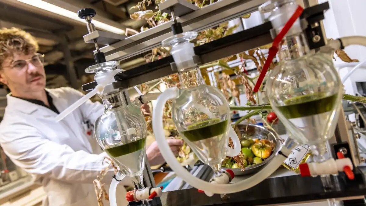 Фото: Lunghammer - TU Graz
Австрийские ученые получают авиатопливо из томатной биомассы