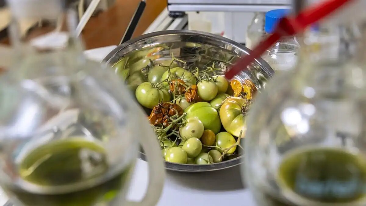 Фото: Lunghammer - TU Graz
Отходы производства томатов, такие как листья, стебли, семена, кожура, незрелые и заплесневелые плоды, будут перерабатываться в экологически чистое авиационное топливо