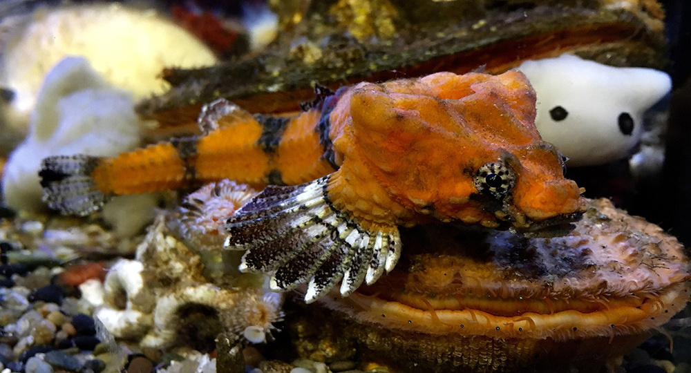 Биологи обнаружили рыбу с уникальным способом общения через ребра и голову