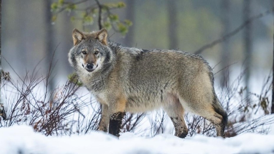 Автор фото: Министерство сельского и лесного хозяйства Финляндии. Волк в Финляндии.