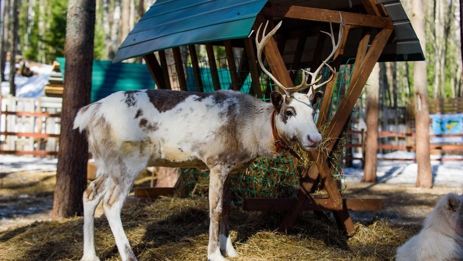 Автор фото: Сергей Ермохин / "ДП"