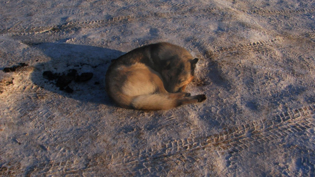    Фото: Ксения Дударева/Царьград