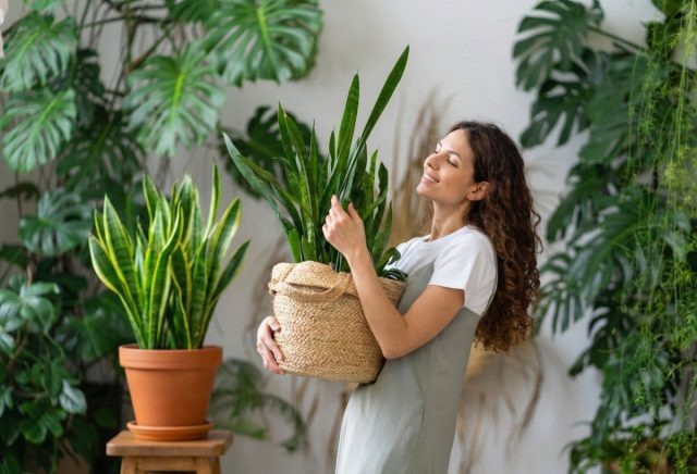 7 моих любимых видов сансевиерий — от «щучьего хвоста» к многообразию