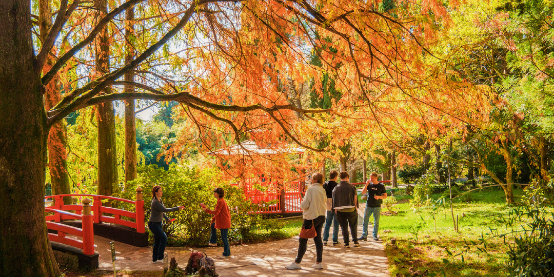 Парк Дендрарий, Сочи. Ноябрь 2025