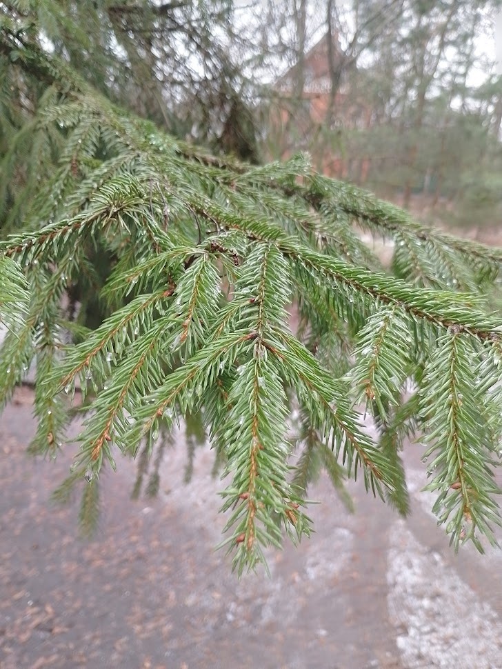 Фото автора.